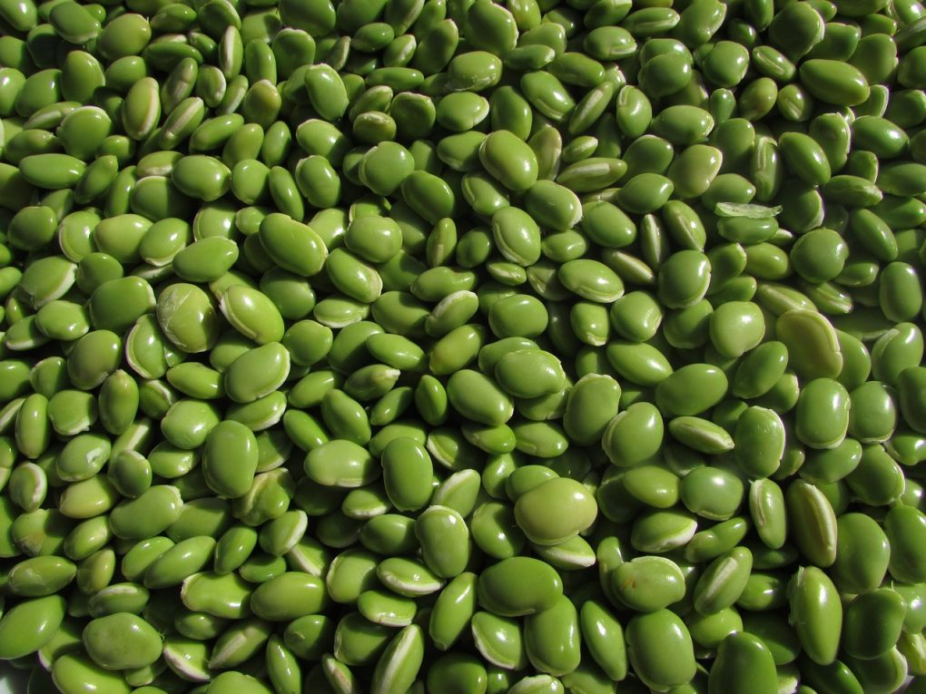 beans, leguminous plants, pulse-228870.jpg