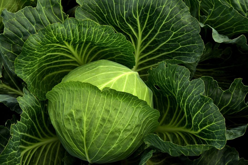 cabbage, cultivation, vegetables-3722498.jpg