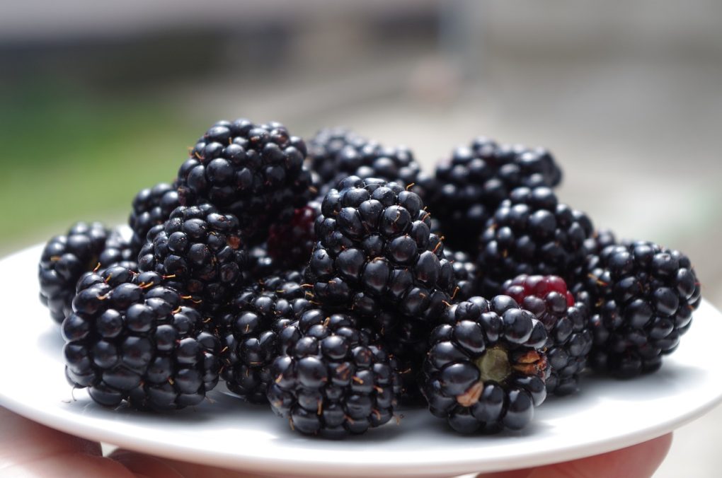 blackberries, on the plate, black-1045728.jpg