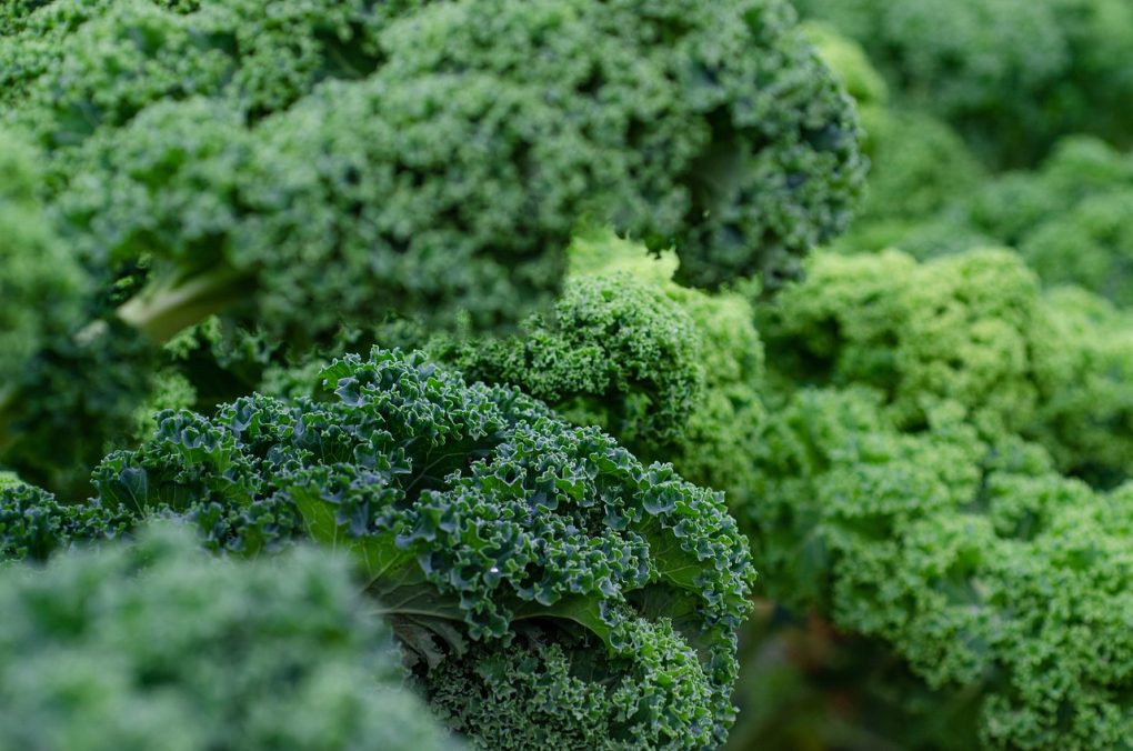 kale, fresh, vegetables-5975540.jpg